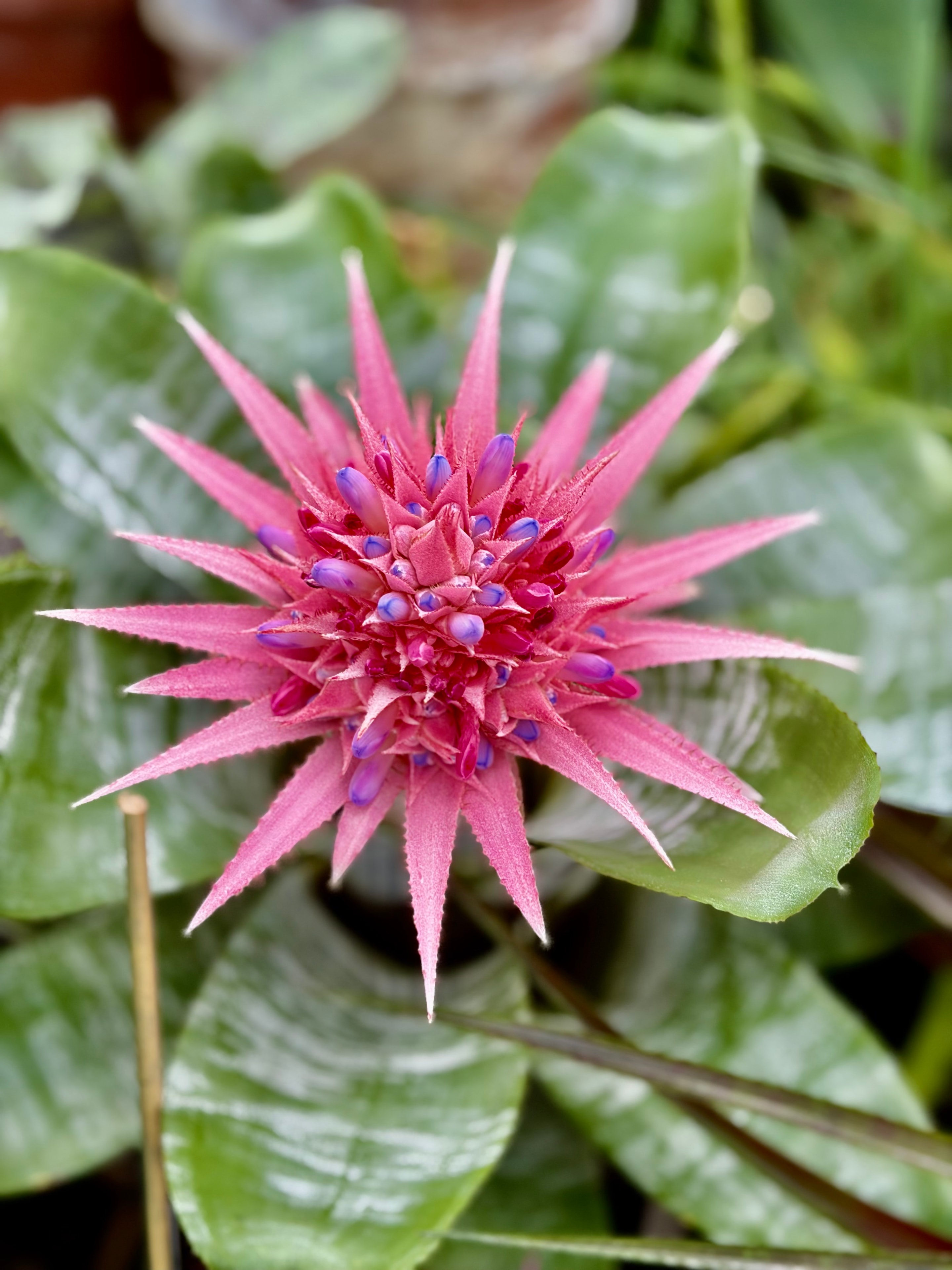Close-up of a pink bromeliad flower in full bloom inside the Como Park Conservatory, spiky bracts radiating outward with small purple buds at the center