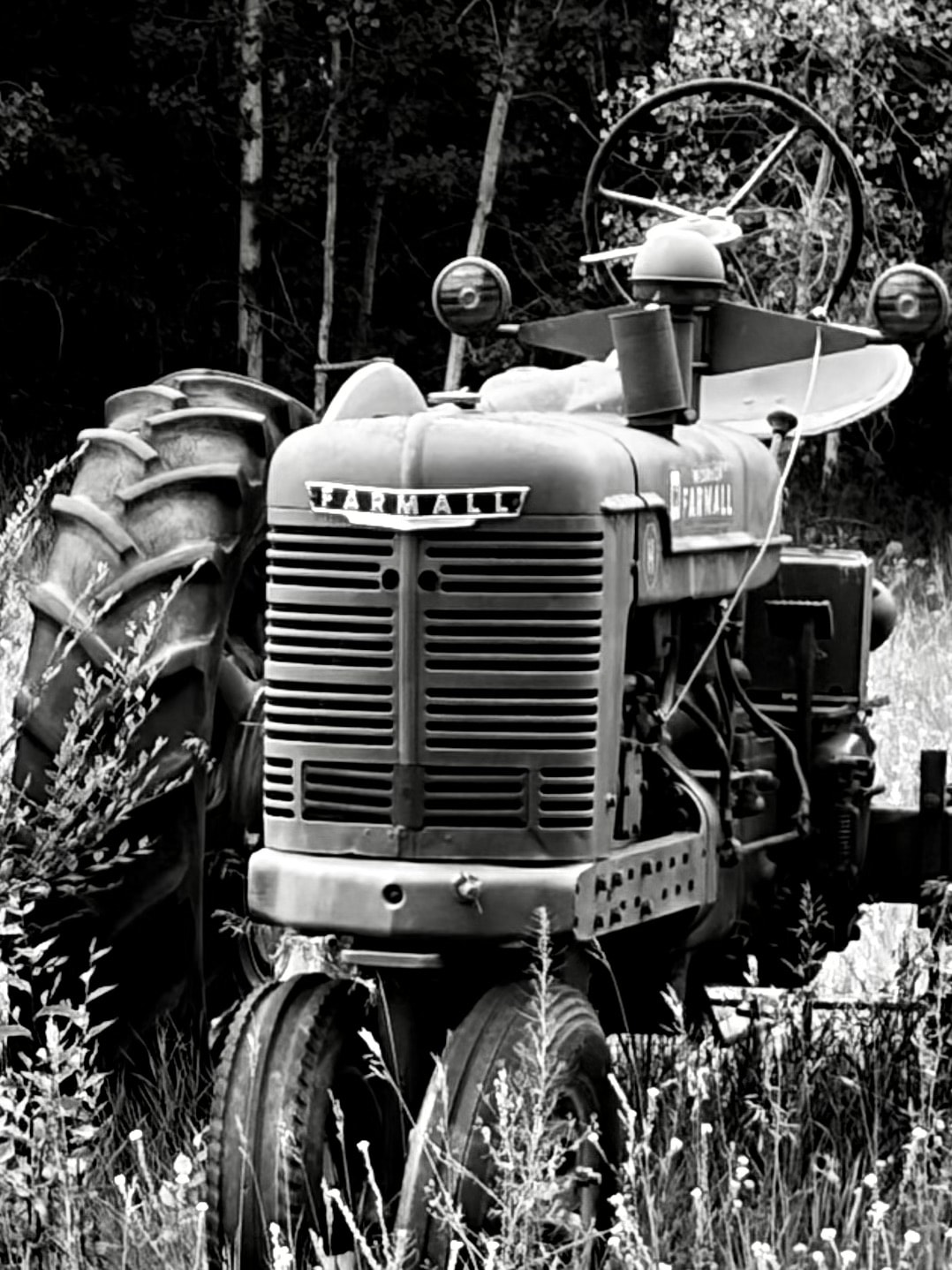 Vintage Farmall tractor reclaimed by overgrowth, black and white