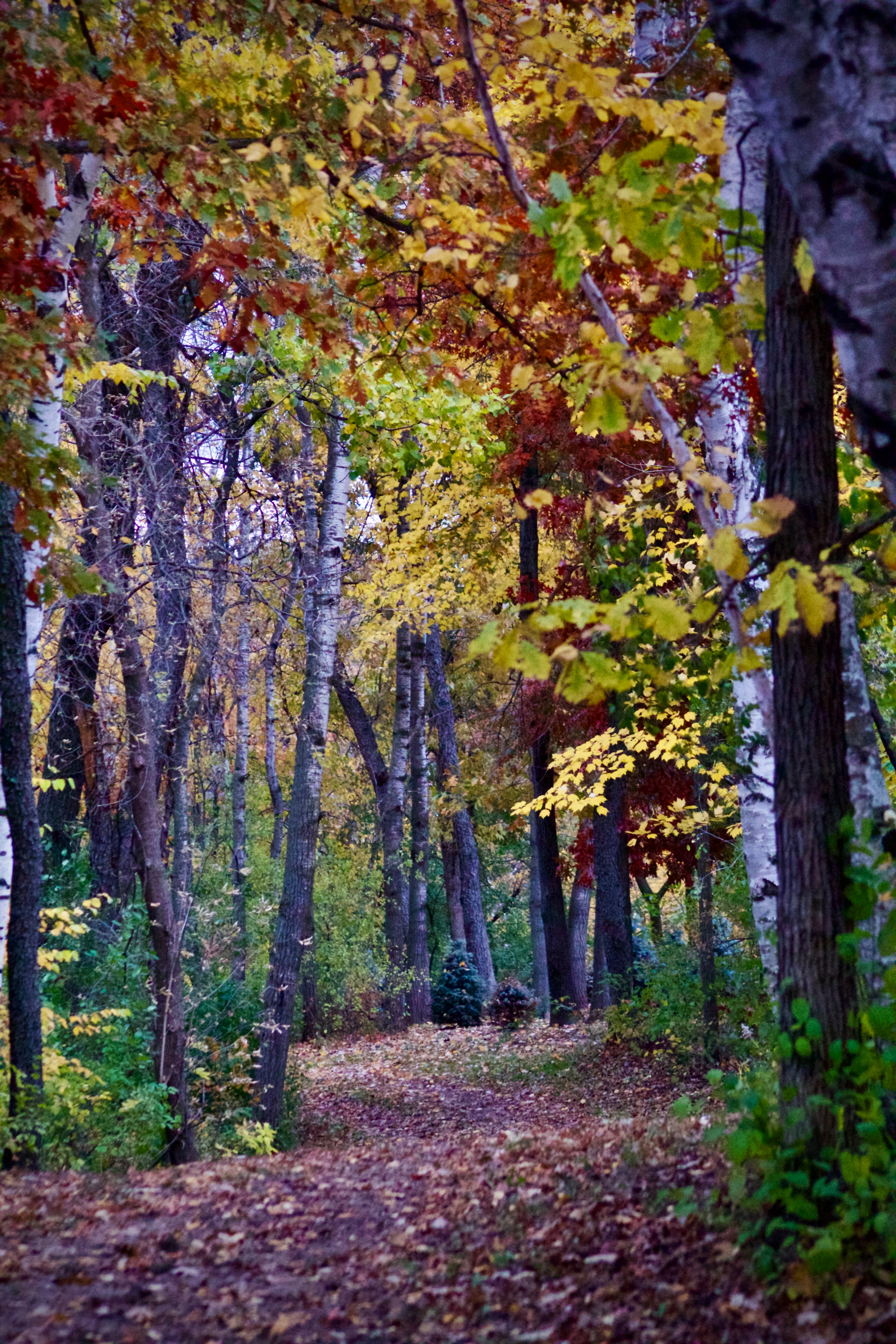 A path through autumn trees in the evening light