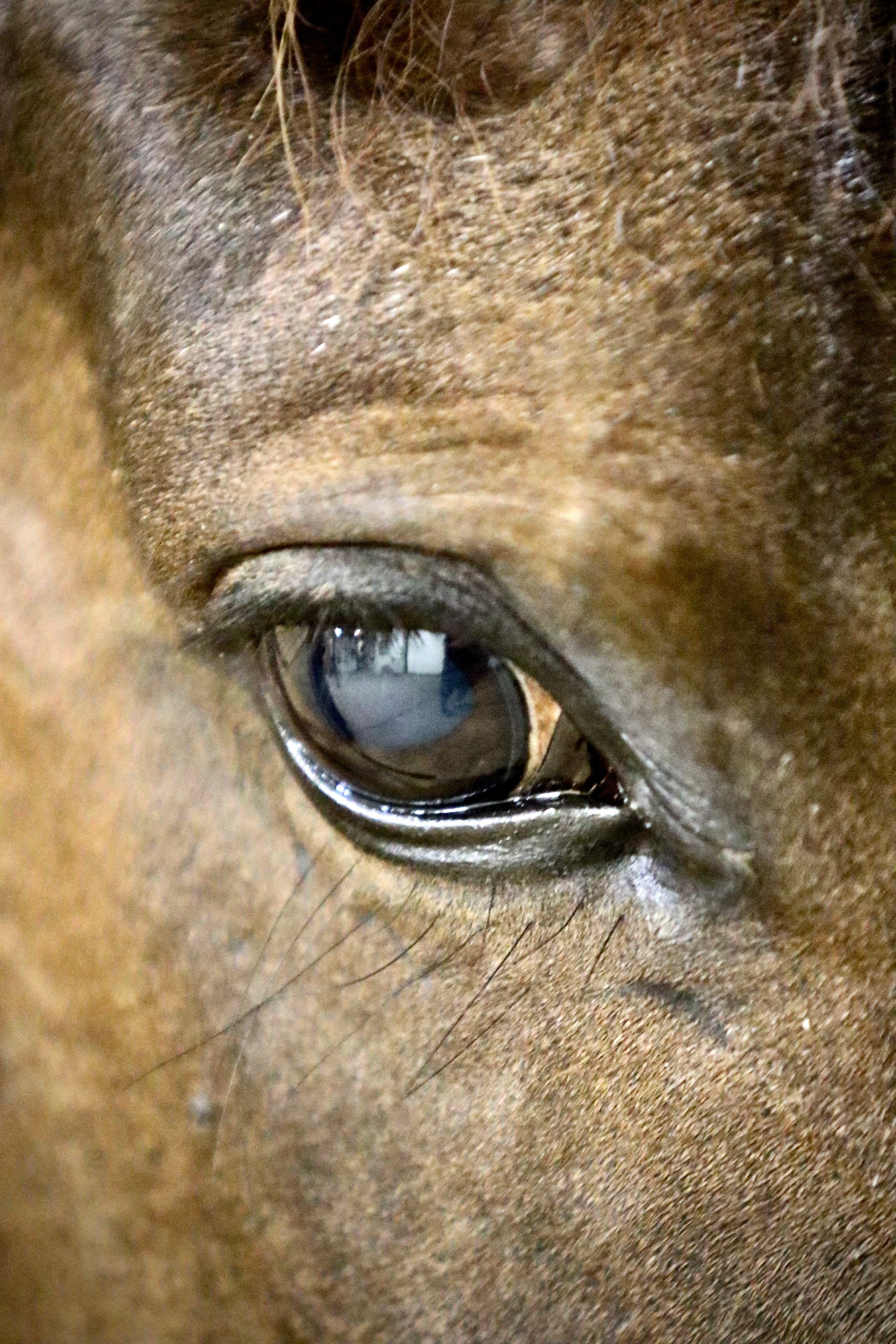 Close-up of a horse's eye, warm brown coat, reflections in the iris