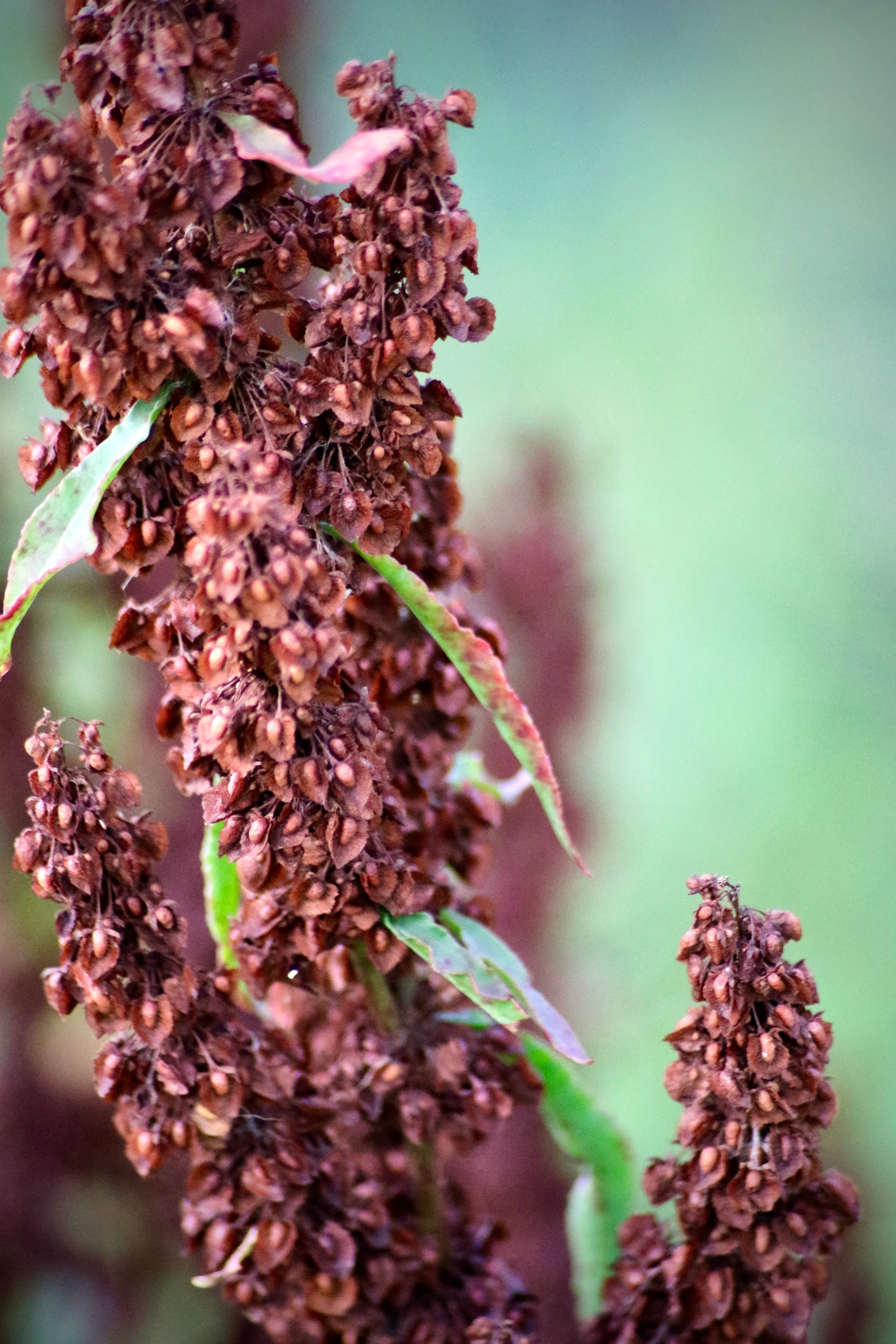 Dried seed pods on a tall plant stem, burgundy and pink tones against soft green