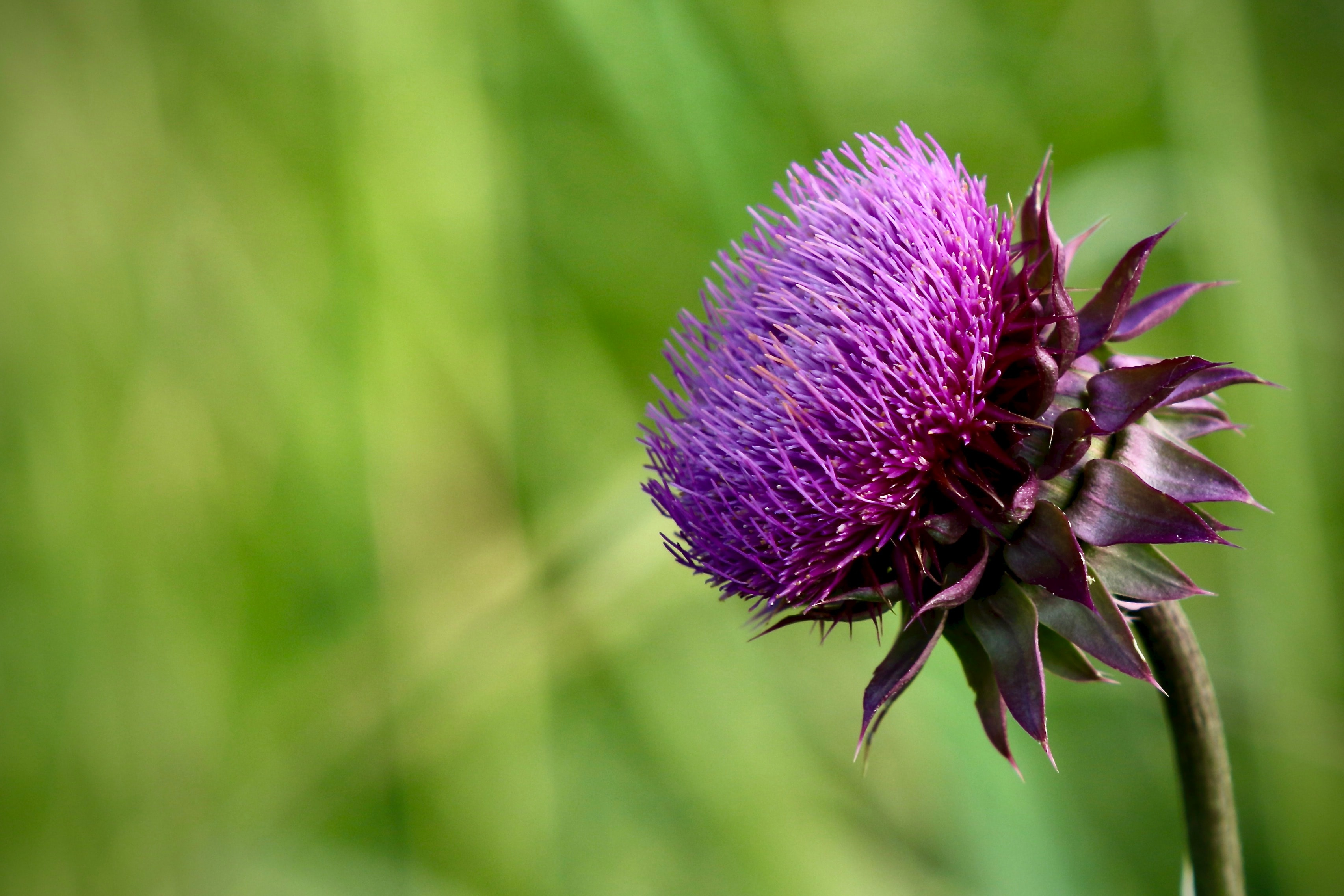 Purple thistle in full bloom against a soft green background, Lake Elmo Park Reserve