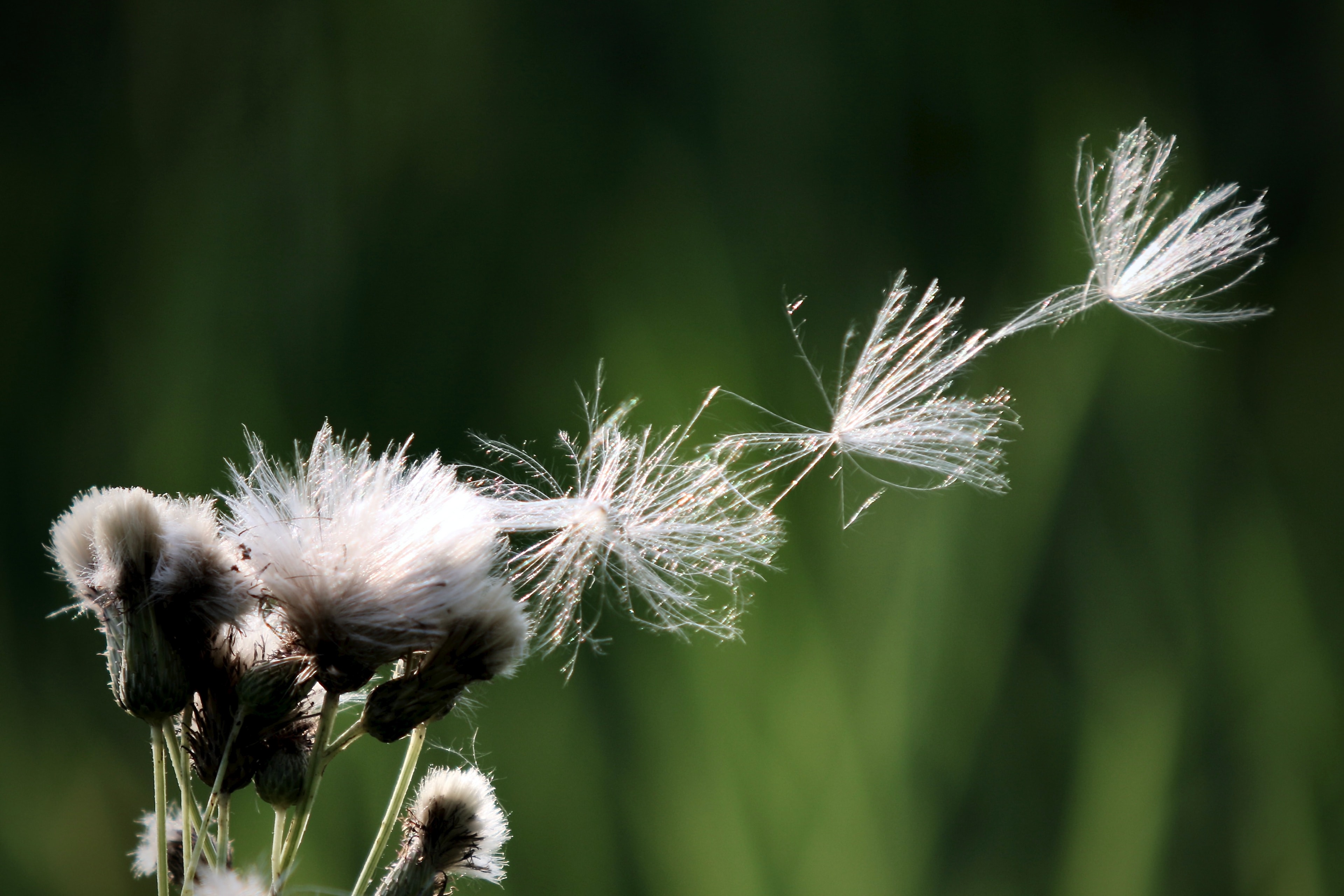 Thistle seedhead releasing filaments into the air, backlit against dark green