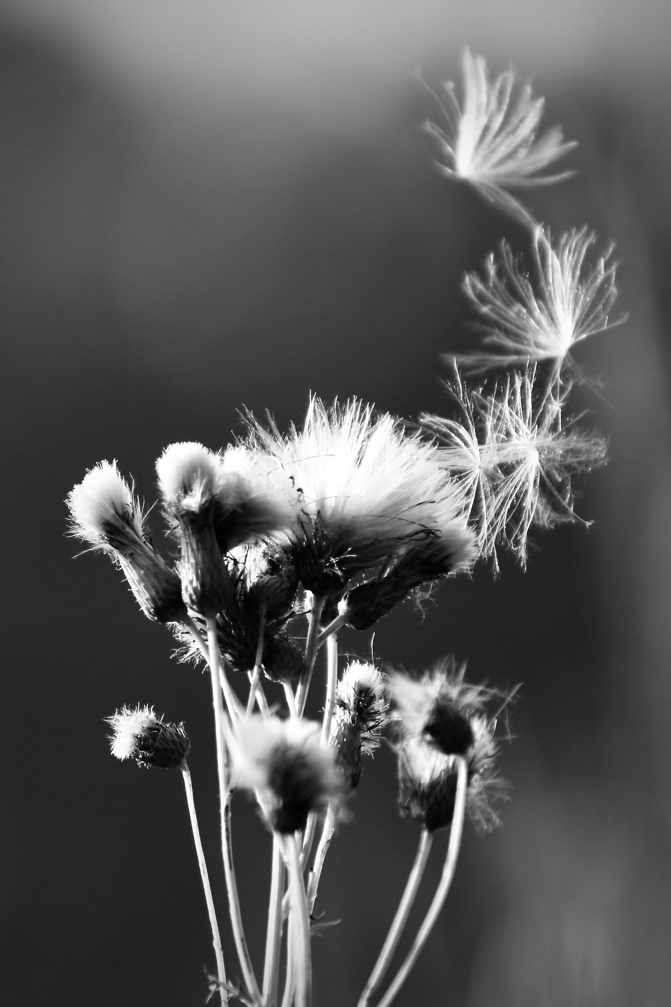 Thistle seedheads releasing in black and white, seeds drifting upward