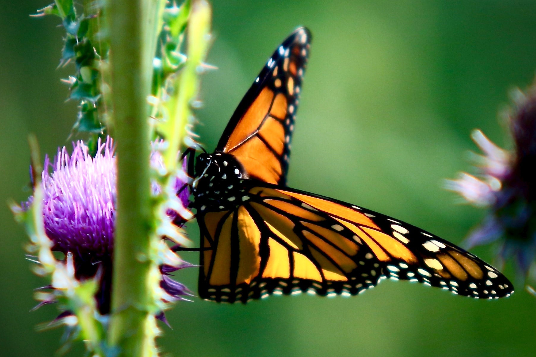 Monarch butterfly on a purple thistle, wings spread, Lake Elmo Park Reserve