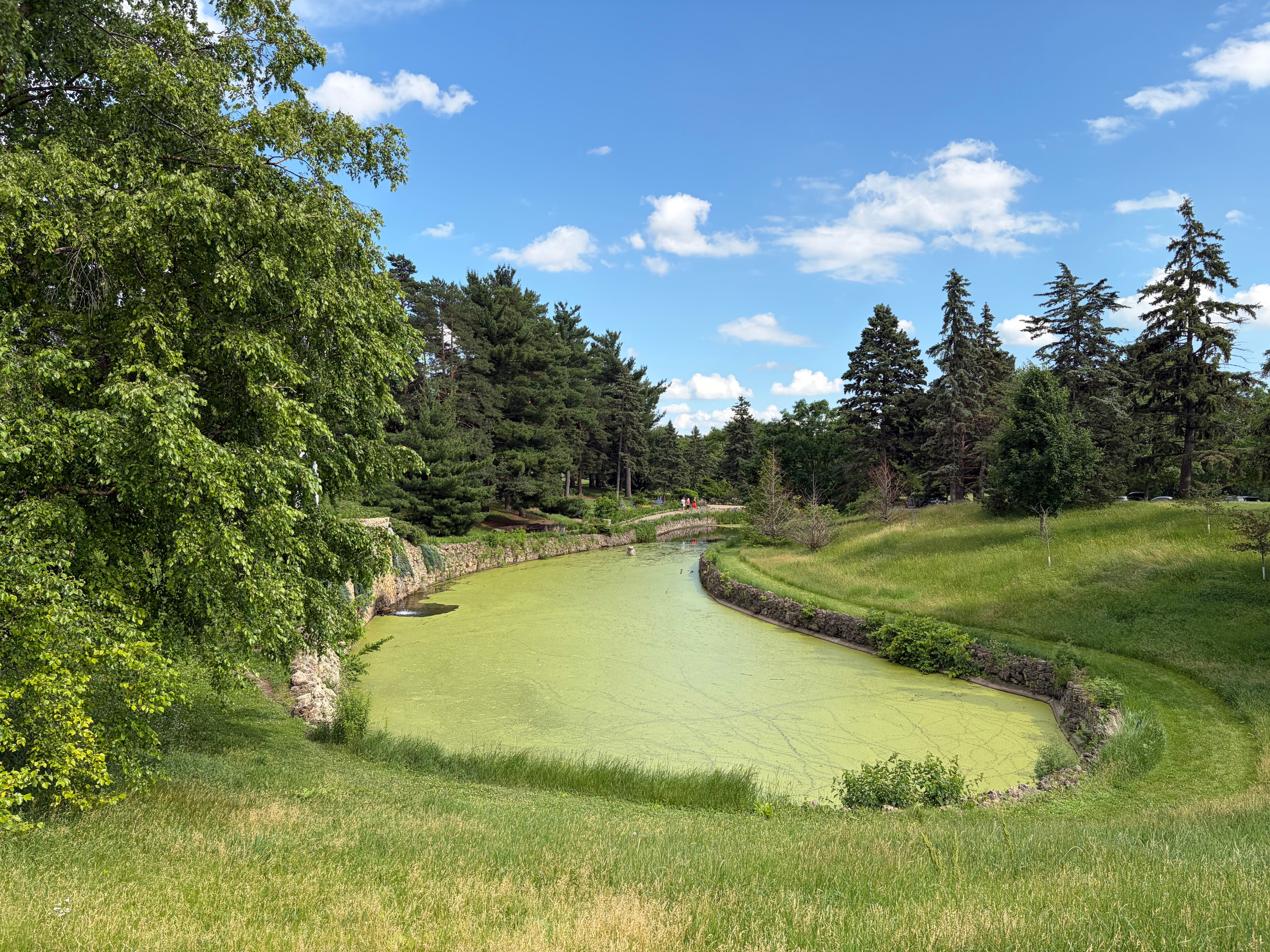Winding canal covered in bright green duckweed at Como Park, stone retaining walls, mature trees, and a footbridge in the distance