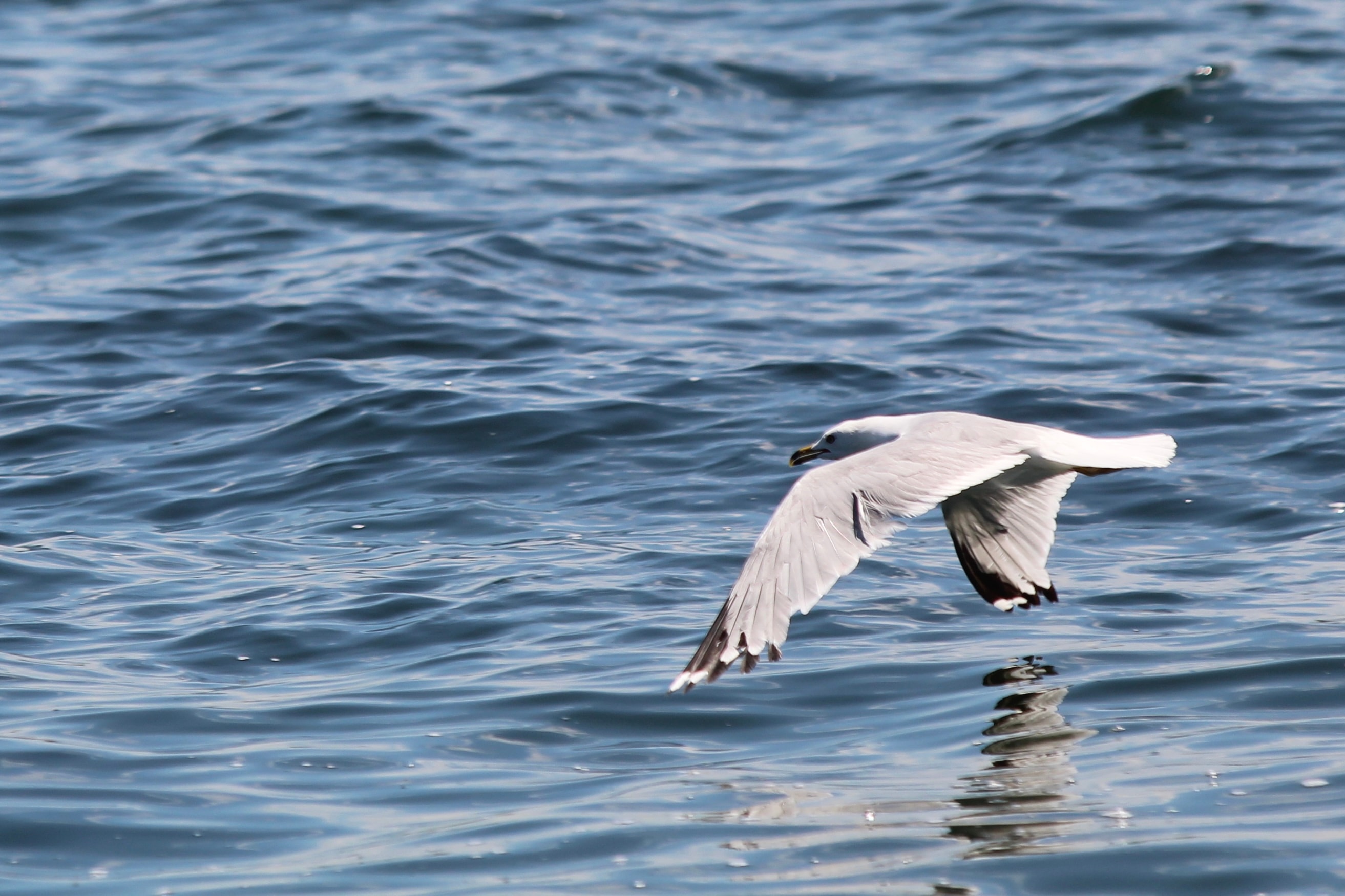 Seagull in flight low over open water, wings spread