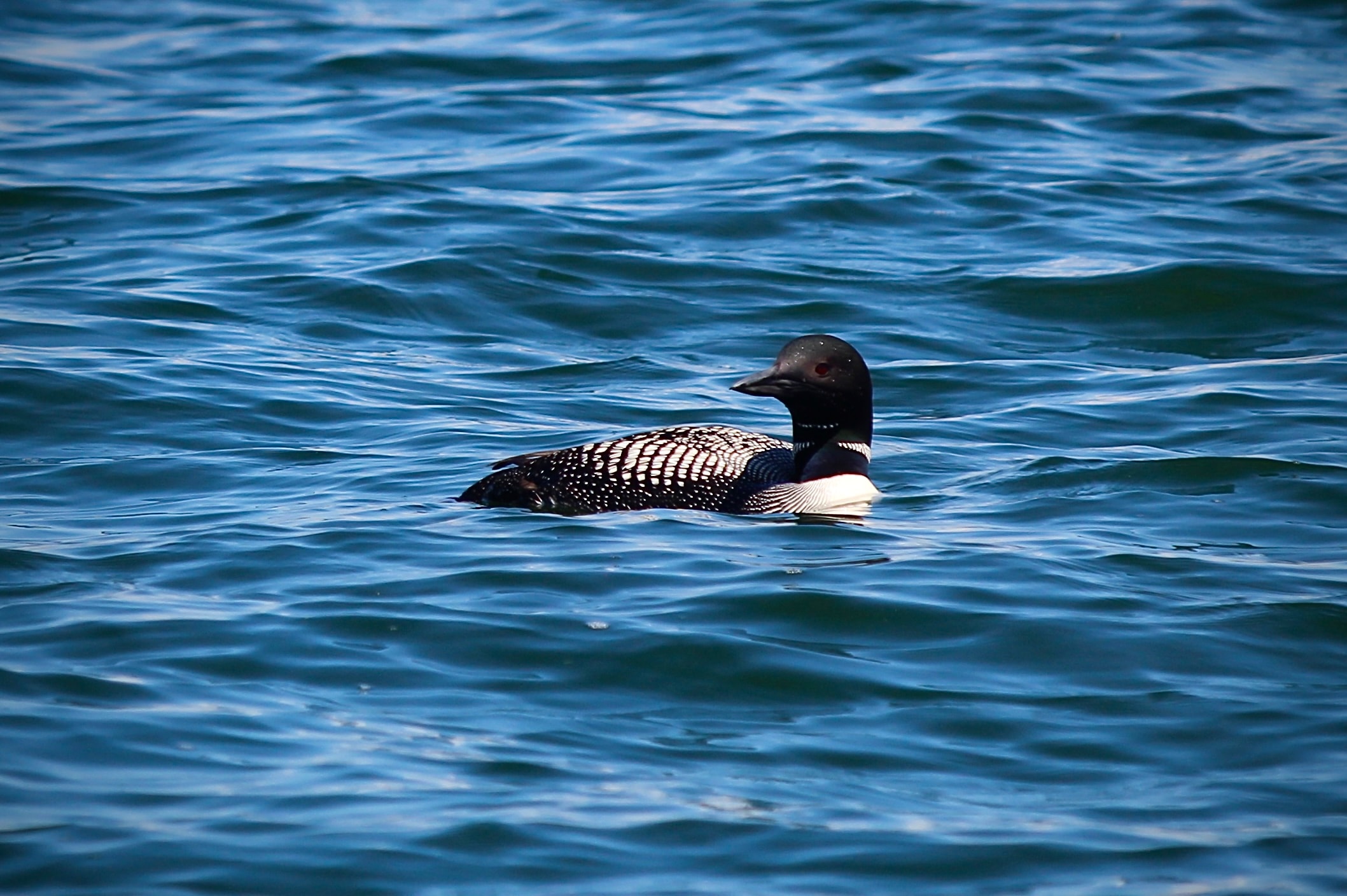 Common loon resting on open water, black and white plumage